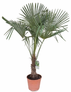 Пальма Trachycarpus Fortunei , горщик ⌀30, висота 140-160см