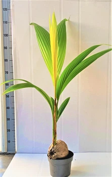 Пальма Cocos Dearf Golden Malay , горщик ⌀19, висота 90-100см