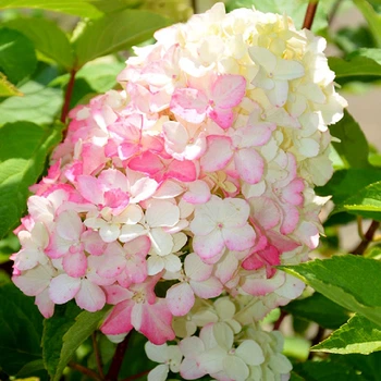 Саженцы Яскрава Гортензия Fraise Melba контейнер 2.0 л (60183)