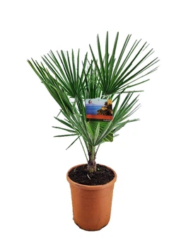 Пальма Хамеропс веерная Chamaerops Humilis, горщик Ø19
