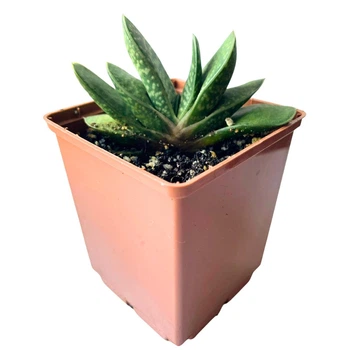 Суккулент Гастерия пятнистая (Gasteria maculata), контейнер 7*7*8 см (s073s)