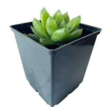 Суккулент Хавортия Купера (Haworthia cooperi), контейнер 7*7*8 см (s098s)