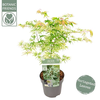 Японський клен (Japanese maple) Ukigomo, 110-120см, обсяг горщика Ø17