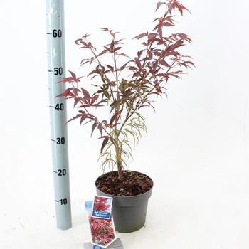 Клён японский Acer Palmatum Red Pygmy, горшок ⌀19, высота 50-60см