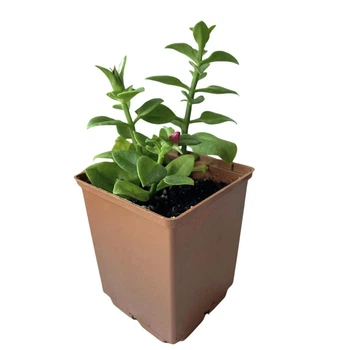 Суккулент Аптения сердцелистная (Aptenia cordifolia), контейнер 7*7*8 см (s137s)