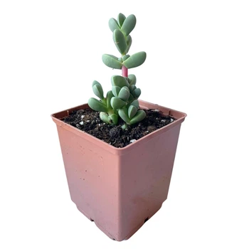 Суккулент Корпускулярія Лехману (Corpuscularia (Delosperma) lehmannii), контейнер 7*7*8 см (s138s)
