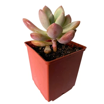 Суккулент Пафихитум Мунглоу (Pachythytum Moonglow), контейнер 7*7*8 см (s054s)