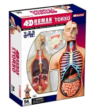 Набір для наукових досліджень Robetoy Анатомія людини Torso Deluxe 38 cm (7300009260621)