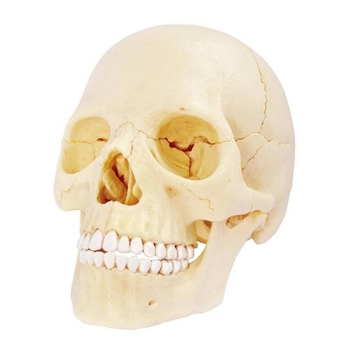 Zestaw do zabawy naukowej Robetoy Anatomia czaszki 16 cm (7300009260607)