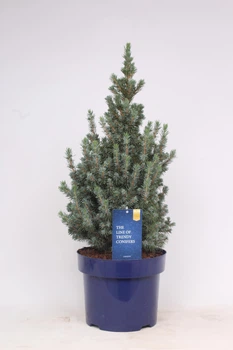 Ялина Glauca Sander’s Blue, висота 35-45см, об`єм горщику 3 л (RG283)