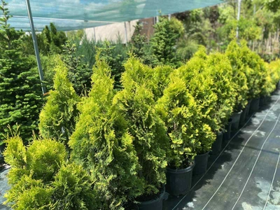 Туя Malonyana Aurea 100см