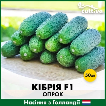 Огурец Кибрия F1, 50 шт, Голландские семена