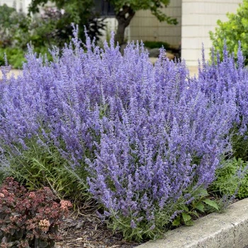 Саженцы Полыни перовской лебедолистной (Perovskia atriplicifolia) Р9