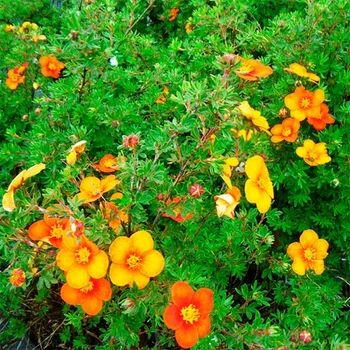 Саженцы Лапчатки Танжерин (Potentilla fruticosa Tangerine) Р9