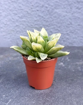Сукулент Хавортия Ретуза Белое привидение (Haworthia retusa 'White Ghost') D5 см