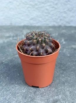 Суккулент Копиапоа смиренный (Copiapoa humilis) D5 см