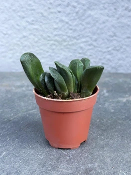 Суккулент Хавортия усечённая (трунката) (Haworthia truncata) D5 см