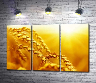 Модульная картина Золотые колосья пшеницы, раскрашенные солнцем 60x38 см Модуль №2 (003265)