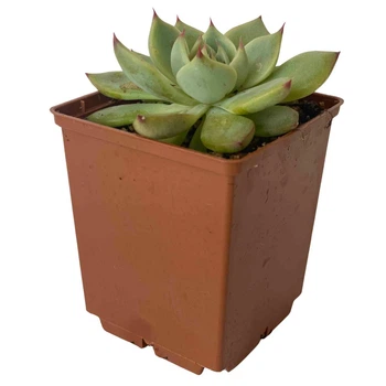 Сукулент Ехеверія чихуахуензіс (Echeveria chihuahuaensis), контейнер 7*7*8 см (s079s)