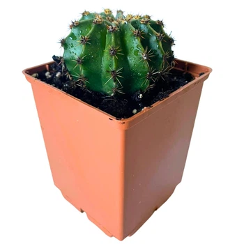 Кактус Ехінопсис трубкоцвітий (Echinopsis tubiflora), контейнер 7*7*8 см (s150s)