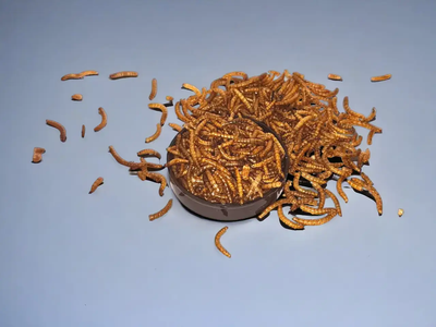 Сухие личинки мучного червя MealWorm 100г Terra&Fishing