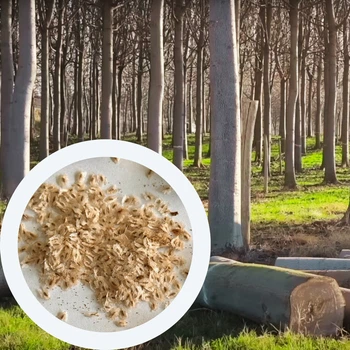 Павловния 9501 семена 250 мг. (прибл. 1000 шт) paulownia быстрорастущая морозостойкая для древесины