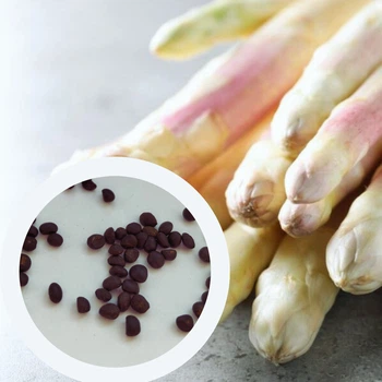Спаржа Аржентельська насіння 1 гр (прибл 50 шт )многолетняя (Aspáragus officinális) французська аспарагус садовий