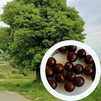 Каркас Західний насіння (10 шт) (Celtis occidentalis) декоративний