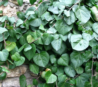 Плющ "Колхідський" ( горшок 0,5л.)