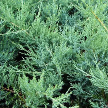 Ялівець козацький "Glauca" Горшок 0,5л.