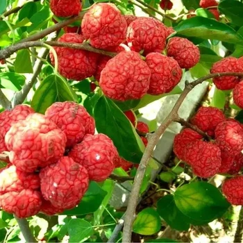 Кудранія (полуничне дерево) "Нанака" (1,5річний, Р0,5)