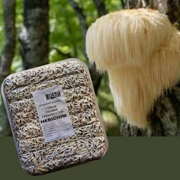 Живий зерновий міцелів грибів Гериція гребінчастого (Hericium erinaceus), 1 кг