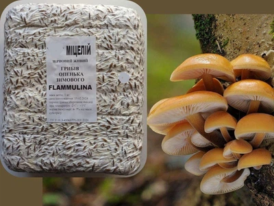Живий зерновий міцелів грибів Енокі (Фламуліна, Зимовий опеньок) 1кг
