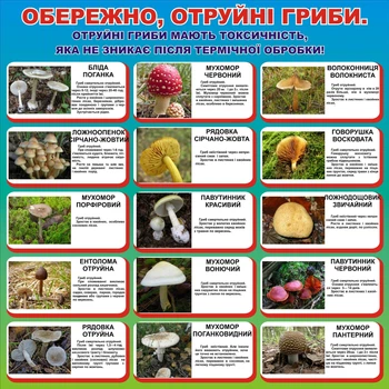 Стенд «Обережно отруйні гриби» 1000мм×1000мм (Арт0333)