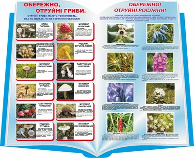 Стенд «Отруйні гриби та рослини» в формі книги 800мм×650мм (Арт0556)