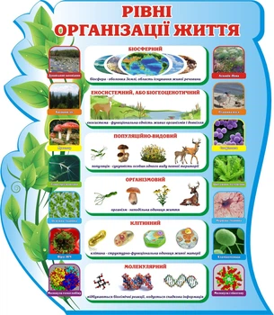 Пластиковий стенд «Рівні організації життя» 750мм×860мм (Арт1059)