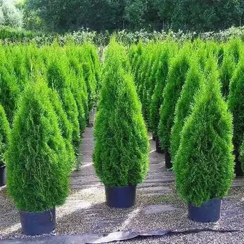Саженцы Туи западной Смарагд (Thuja occidentalis Smaragd) Р9