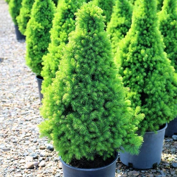 Саженцы Ели канадской Коника (Picea glauca Conica) - 3-х летняя С3