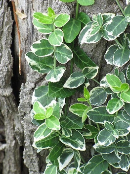 Бересклет форчуна "Emerald Gaiety" горшок 1,5л.