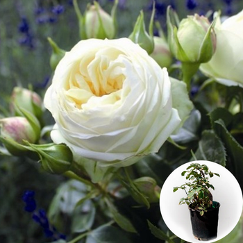 Роза в горщику Wedding Piano саджанець у плівці Matla Flowers