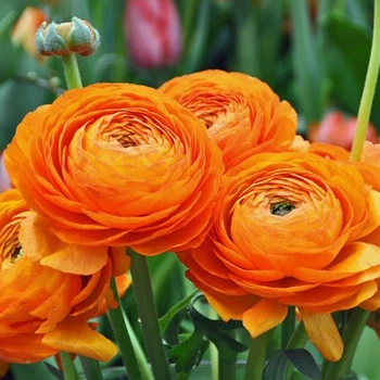 Лютик Ranunculus Tomer Orange (Лютік Ранункулюс Томер Оранж) луковиця Matla Flowers