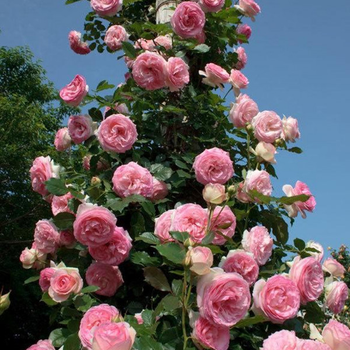 Роза Pierre de Ronsard саджанець у плівці Matla Flowers