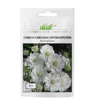 Скабіоза кавказька Снігова королева W.Legutko/Польща 0,1 г