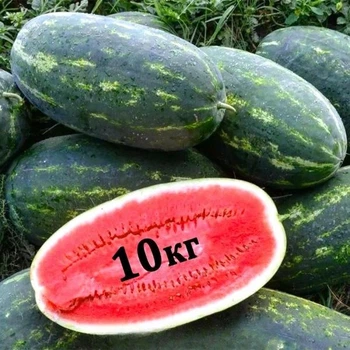 Арбуз Юмми F1 Lark Seeds/США 10 шт (zip-paket)