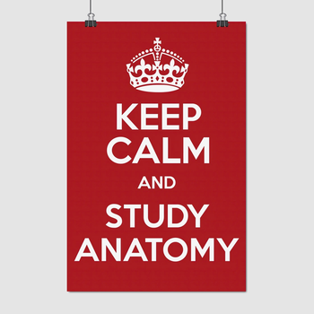 Постер "Keep calm and study anatomy" A3 42x28 см (id5979)