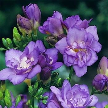 Луковицы Яскрава Фрезия махровая (полная) Blue (29776) (5шт)