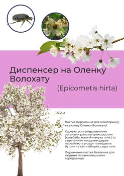 Феромон на Аленку мохнатую