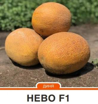 Диня Нево F1 Hazera/Нідерланди 5 шт (zip-paket)