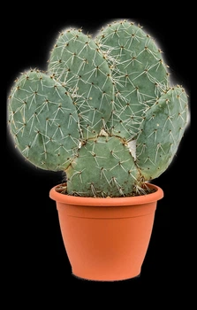 Кактус Opuntia robusta