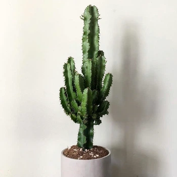 Молочай Euphorbia eritrea
